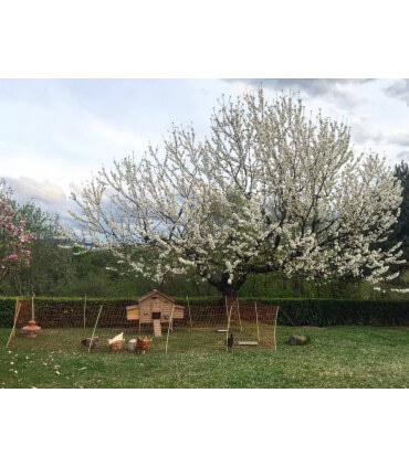 poulailler sur pilotis Magguy monté dans enclos avec filet équipé pour parc mobiles à pondeuses.
