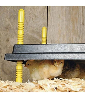 Plaque chauffante poussins