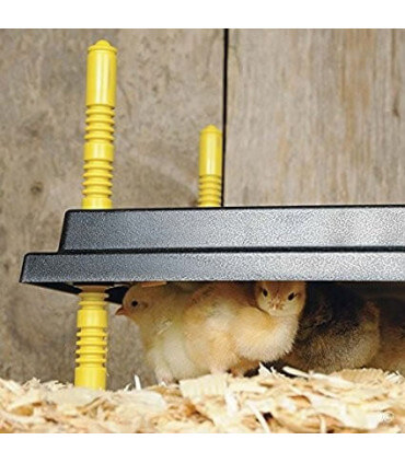 Plaque chauffante poussins