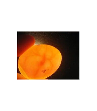 Mirage des œufs pour contrôler leur chance d'éclosion.