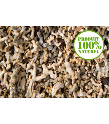 Lithothamne poudre complémente les poules pondeuses pour des oeufs solides