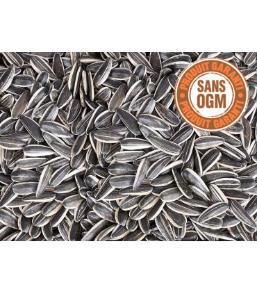 graines de tournesol non ogm pour nourrir les poules et les oiseaux du ciel.