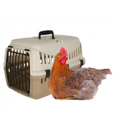 box de transport pour les poules. Caisse pratique et solide pour les voyages en voiture.