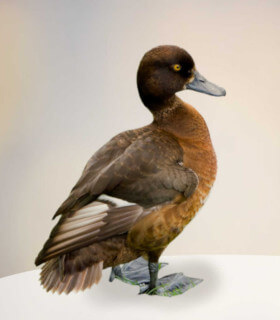 aliment en granulés pour les canards de basse-cour. garantit sans OGM.