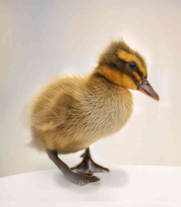 Aliment mini granules de démarrage pour canetons et oisons 1er age.