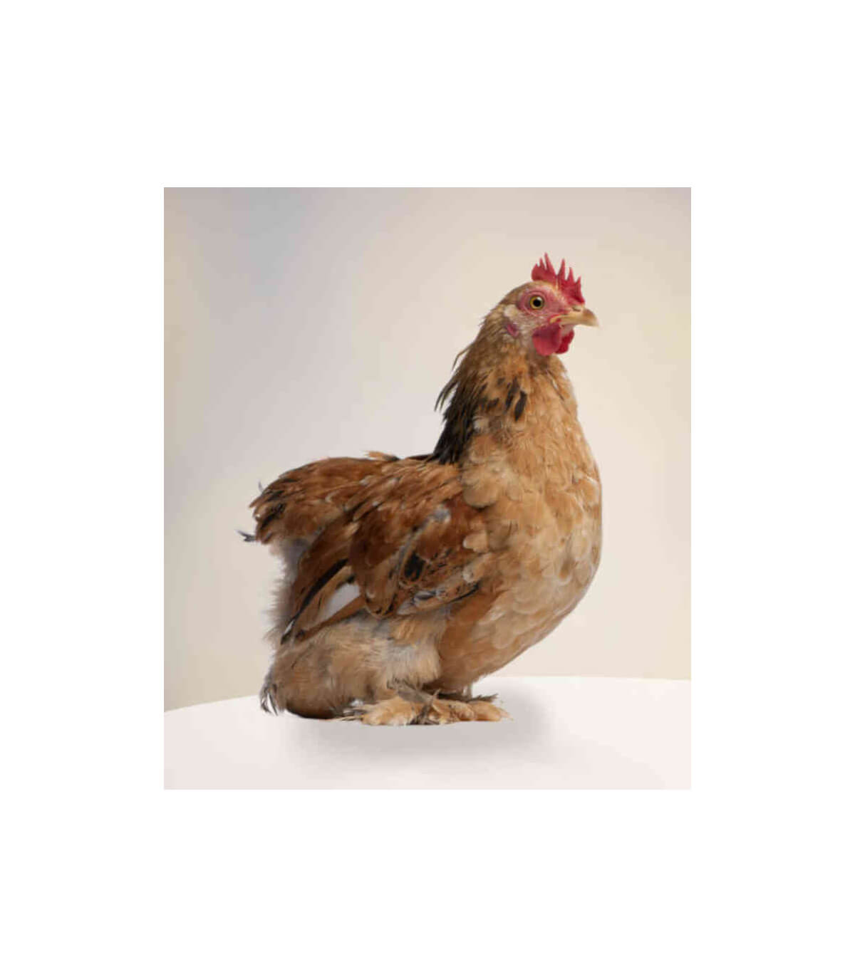 Mélange de graines Bio pour poules pondeuses - Poulailler Design