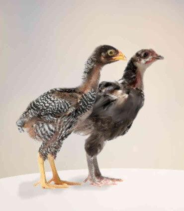 Alimentation poussin bio. Poussins en croissance 8 semaines. Aliment complet en granulés, bio pour nourrir les jeunes volailles.