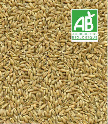 graines de triticale entière bio. Alimentation des poules pondeuses et des volailles pour mélanges de graines.