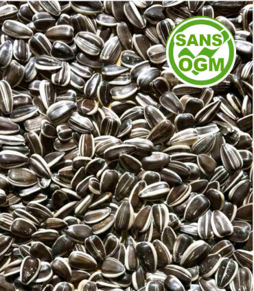 Tournesol entier pour nourrir les poules en mélange de graines et les oiseaux du ciel.