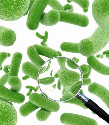 ProbioCot, probiotiques pour les volailles dans l'eau de boisson des poules pondeuses.