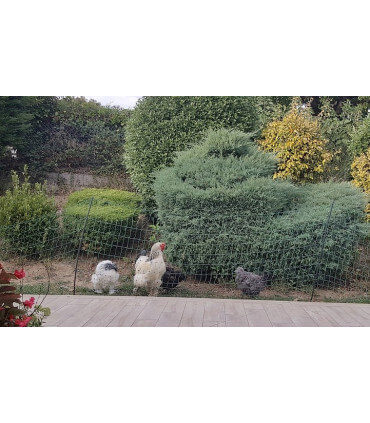 Filet électrifiable pour parquer ses poules et réaliser un enclos sécurisé à volailles.