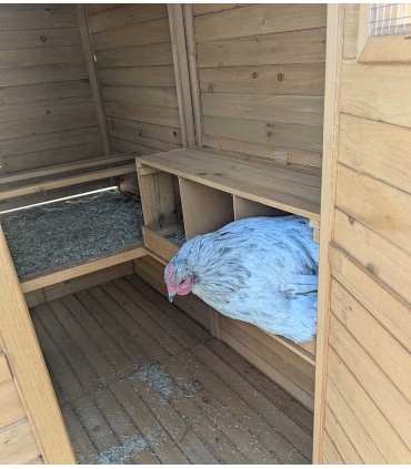 aménagement intérieur poulailler Fabiola avec 3nids et 2 perchoirs pour poules pondeuses.