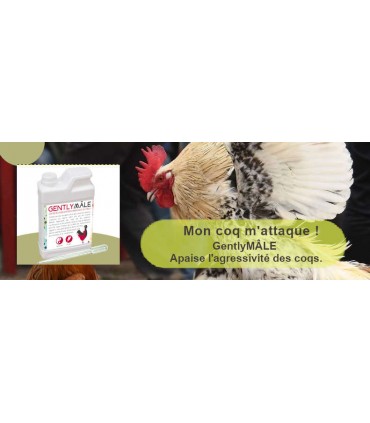 solution pour calmer l'agressivité des coqs de basse-cour