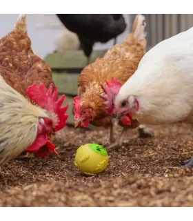 balle pour poules ludiq pour distribuer des friandises