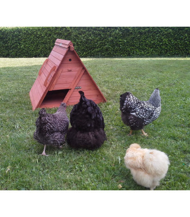 petit poulailler 3 4 poules bois transportable
