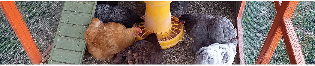 Alimentation BIO et sans OGM  pour la volaille pondeuse et d'ornement
