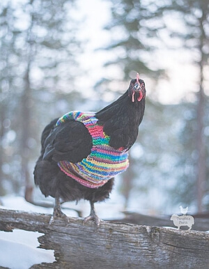 poule avec un pull en laine en hiver