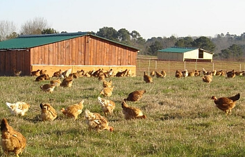 aviculture bio, pondeuses en liberté