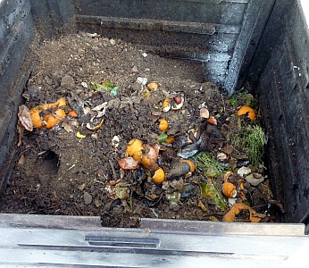 présence de rats dans le composteur à proximité du poulailler