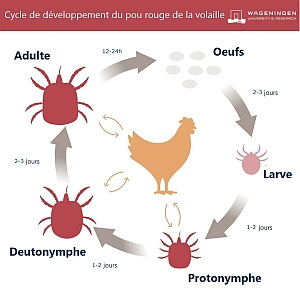 cycle de developpement du pou rouge des poules