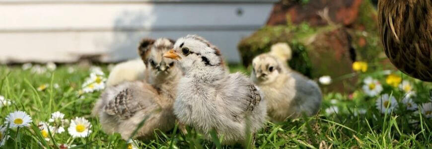 La naissance des poussins