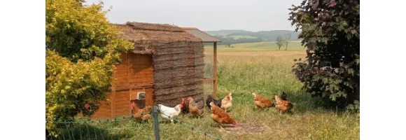 Attention canicule au poulailler !