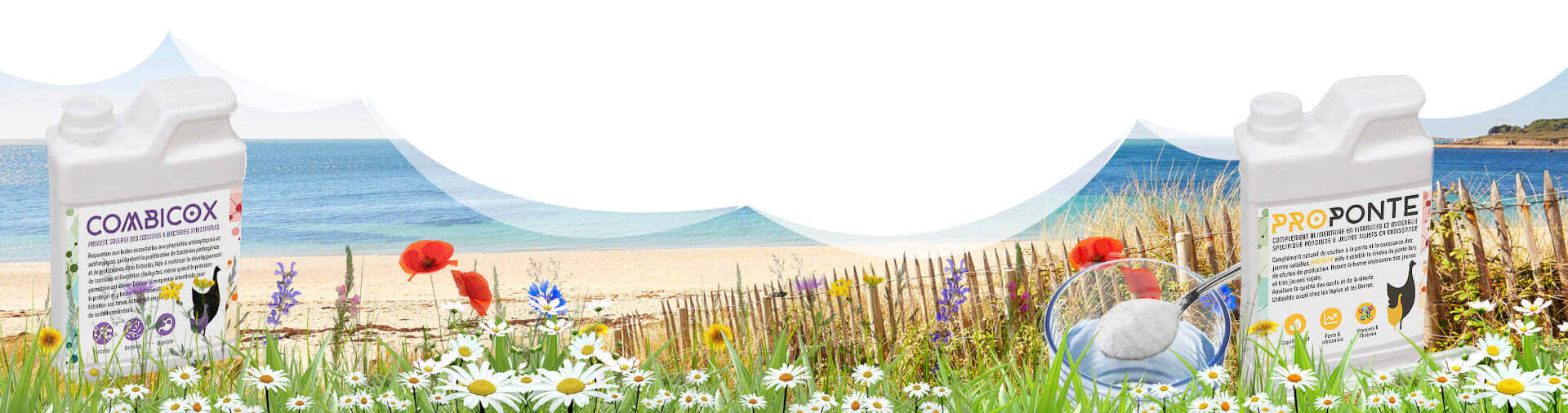 Les solutions  en phytothérapie pour soigner ses poules naturellement